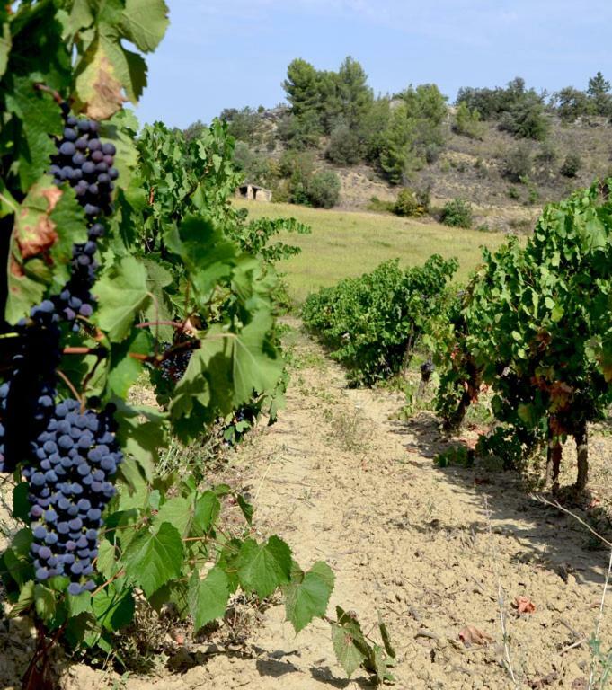 Gite Vigneron Du Domaine D'Alon Magrie ภายนอก รูปภาพ