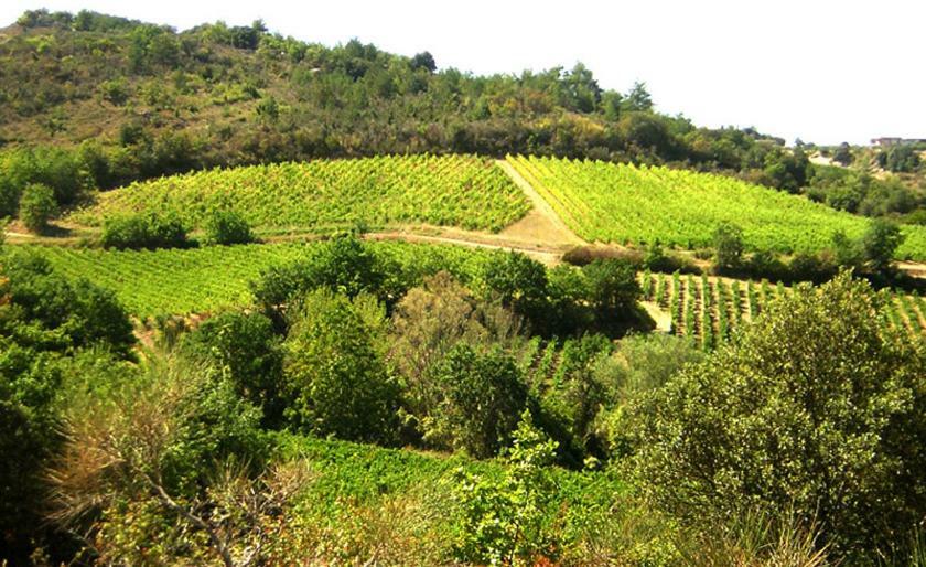 Gite Vigneron Du Domaine D'Alon Magrie ภายนอก รูปภาพ
