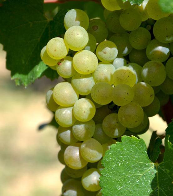 Gite Vigneron Du Domaine D'Alon Magrie ภายนอก รูปภาพ