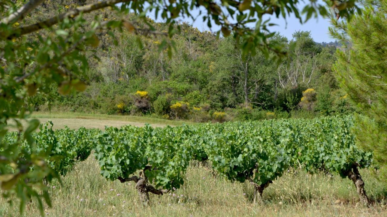 Gite Vigneron Du Domaine D'Alon Magrie ภายนอก รูปภาพ