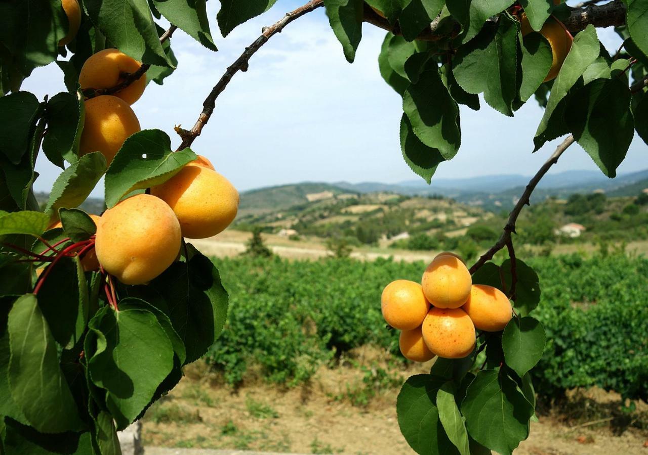 Gite Vigneron Du Domaine D'Alon Magrie ภายนอก รูปภาพ